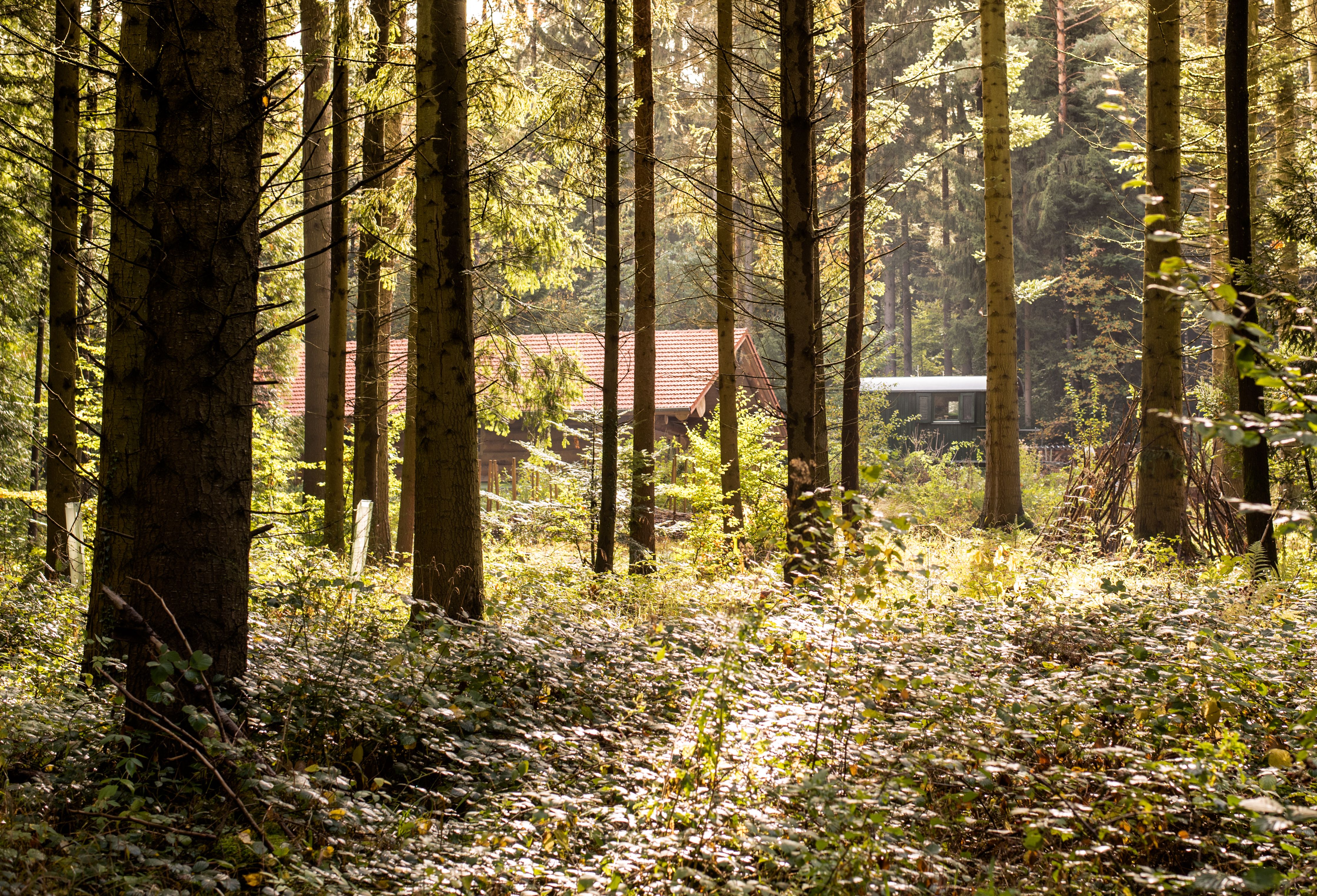 Wald- und Naturkindergarten Birkenfeld